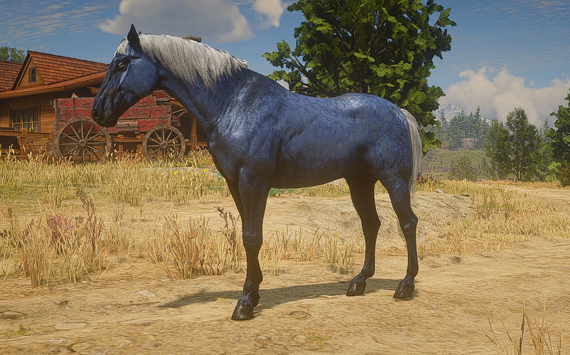 Missouri Fox Trotter Blue Roan - Macho