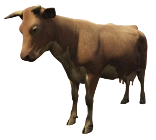 🐄 HUISDIER KOE