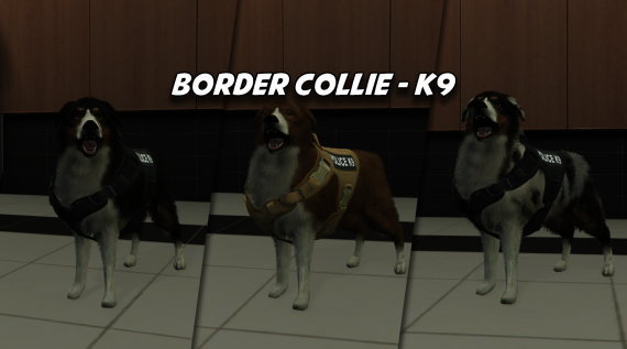 Border Collie - K9