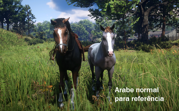 Anglo Arabe DarkBay - Macho