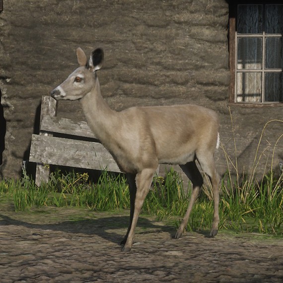 Biche de Virginie