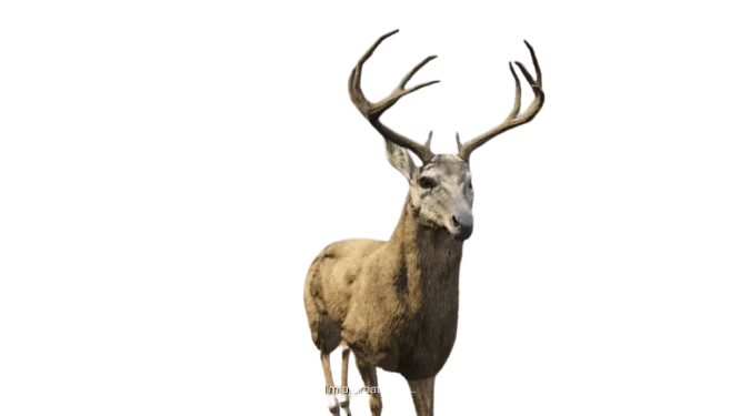 🦌 HUISDIER HERT