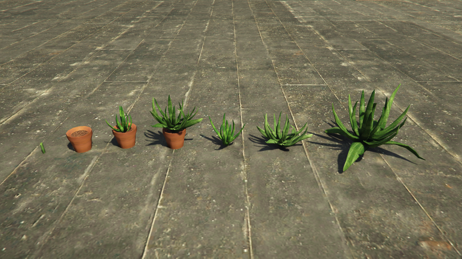 Aloe Vera