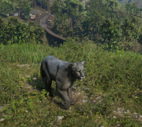 Schwarze Wildkatze Cougar