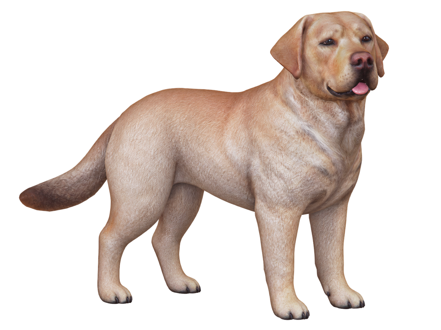 Labrador
