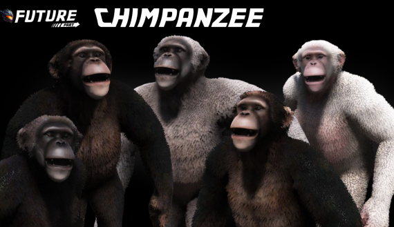 [ANIMAL] Chimpanzee