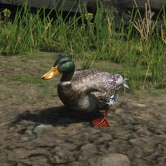 Canard