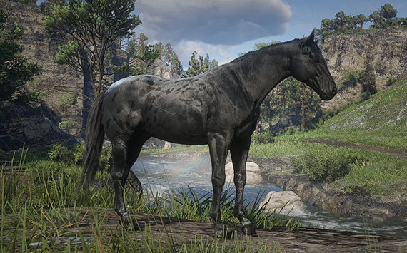 Appaloosa Black Varnish - Femea