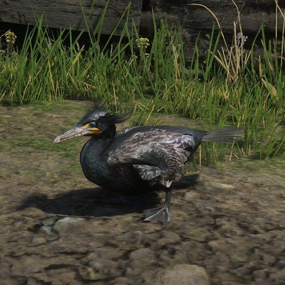 Cormoran