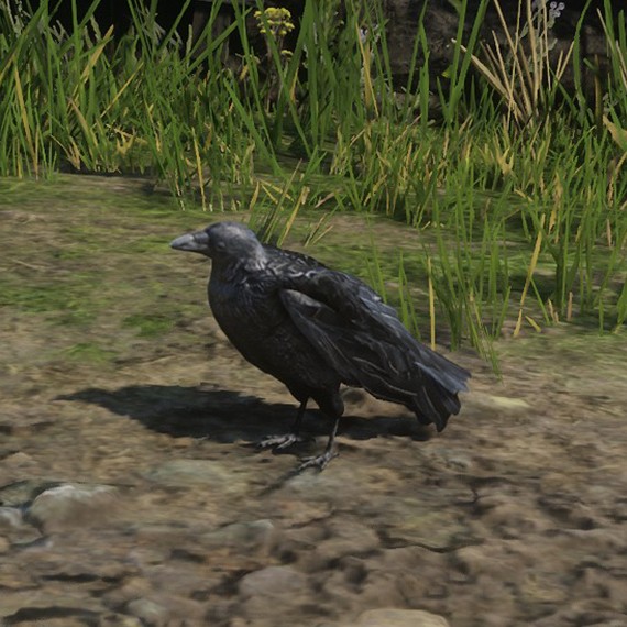 Corbeau