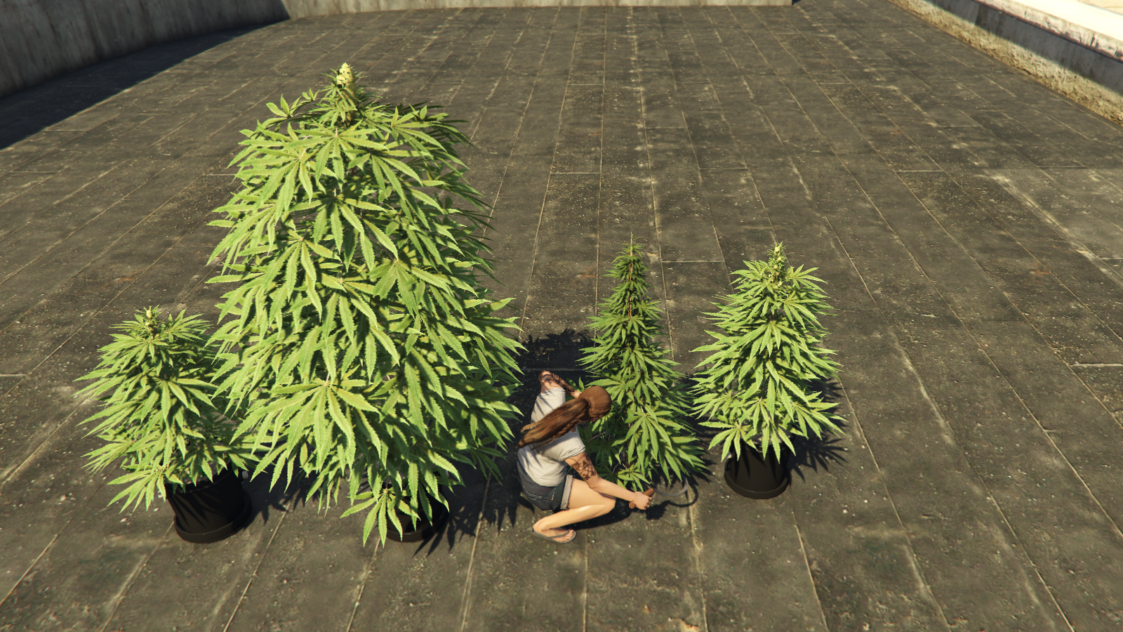 Cutting weed