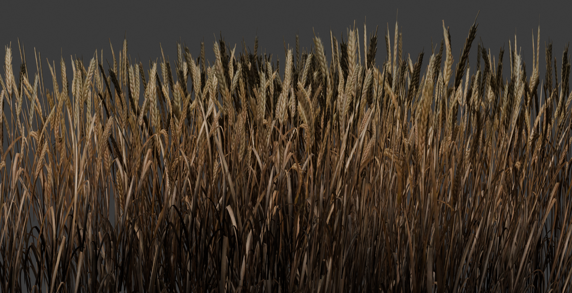 Wheatfield