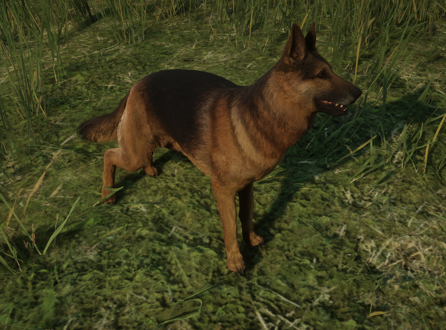 Schäferhund