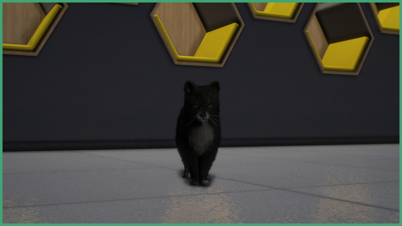 Tuxedo Cat