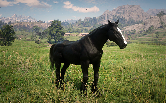Welsh Cob Black - Macho