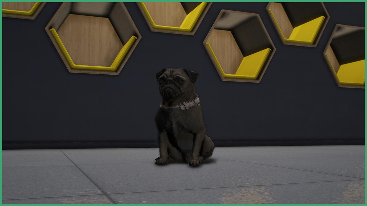 Brown Pug