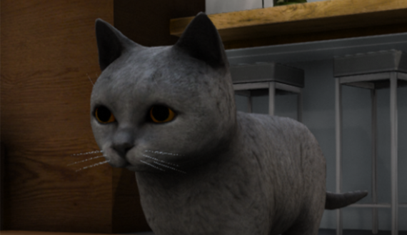 [CAT] British Shorthair