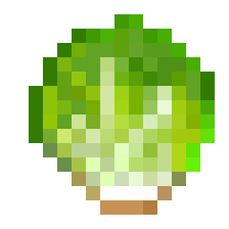 Lettuce Seed