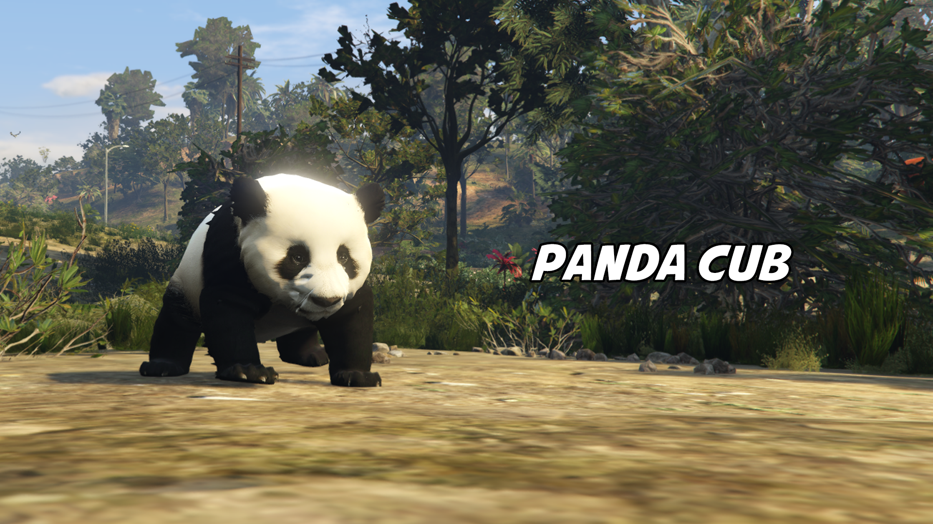 Panda Cub