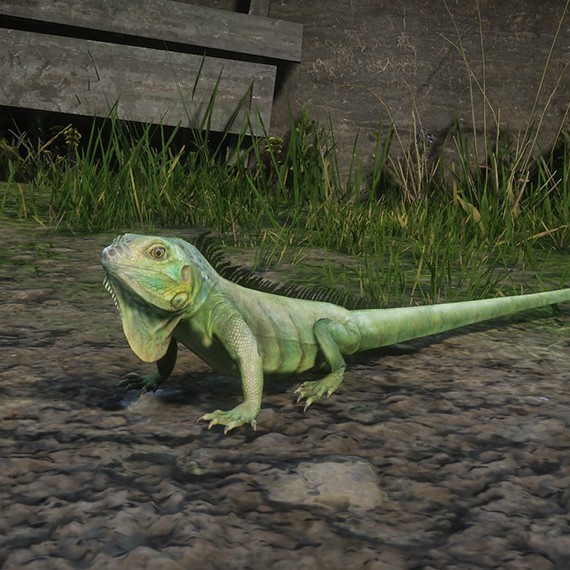 Iguane vert