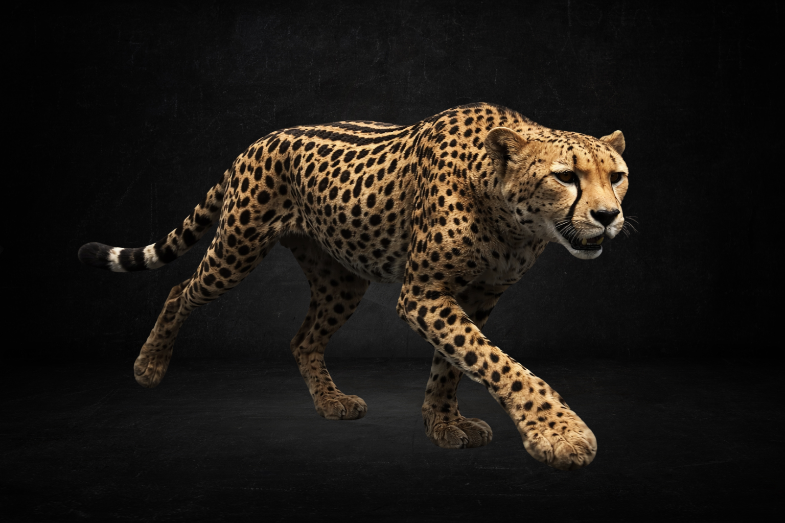 Guépard ( perma )