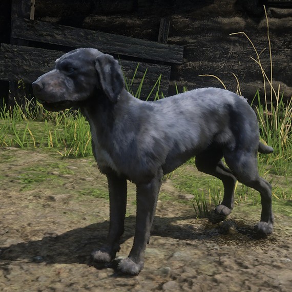 Chien Léopard de Catahoula