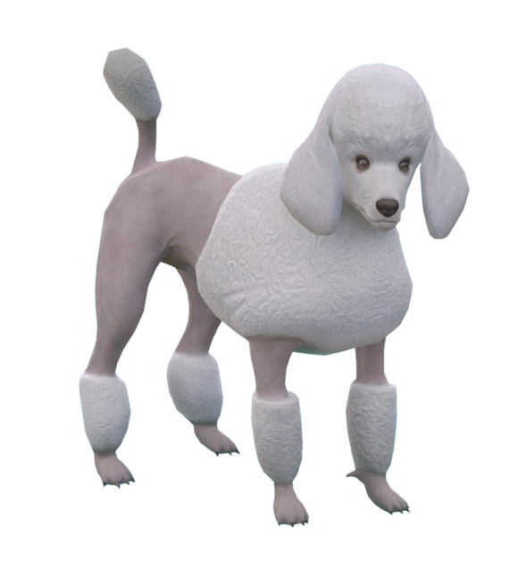 Poodle