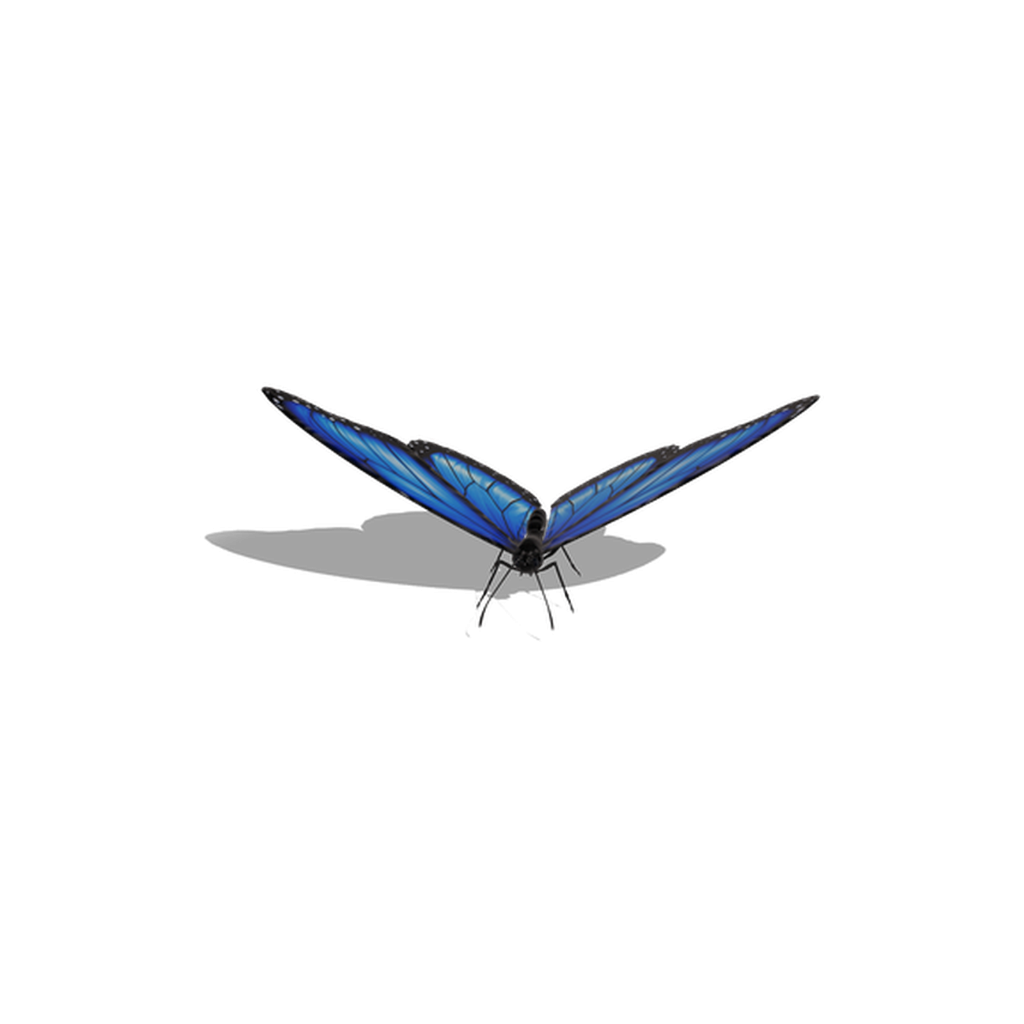 Blue Butterfly