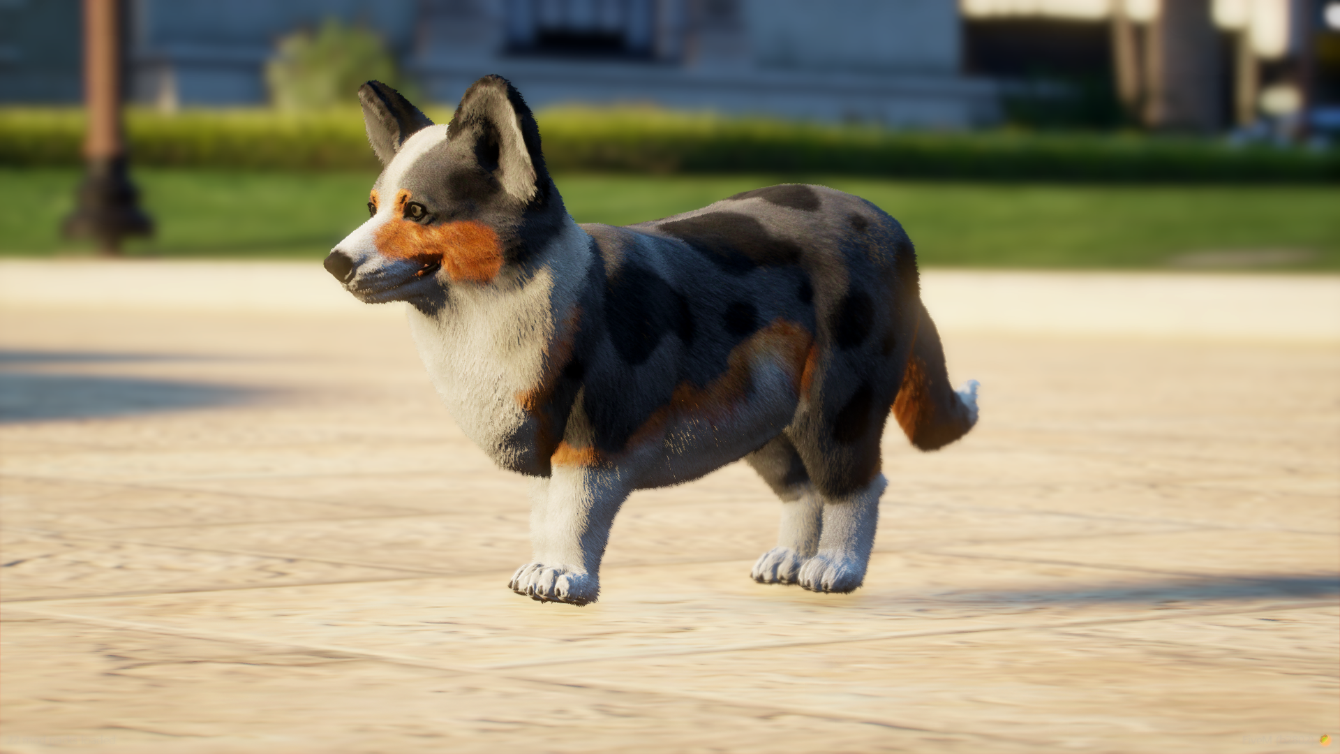 Corgi