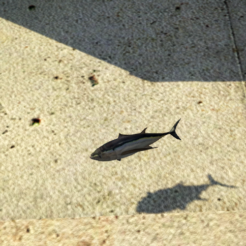 Fish
