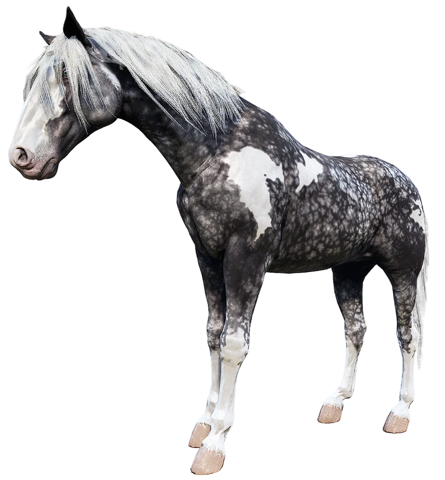 Silver Dapple Minto Missouri Fox Trotter