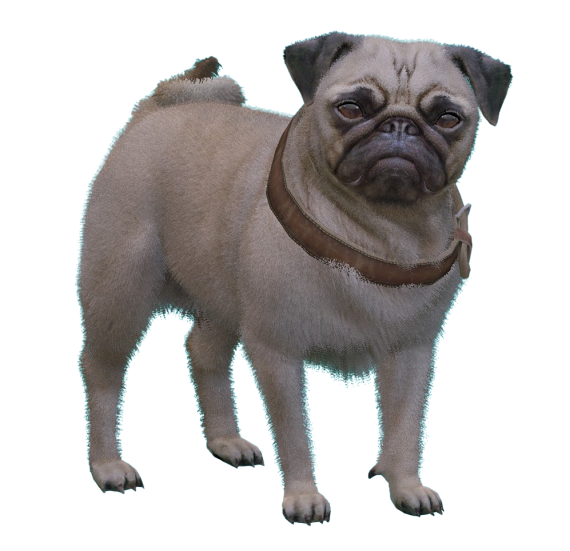 Pug