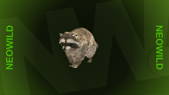 Raccoon