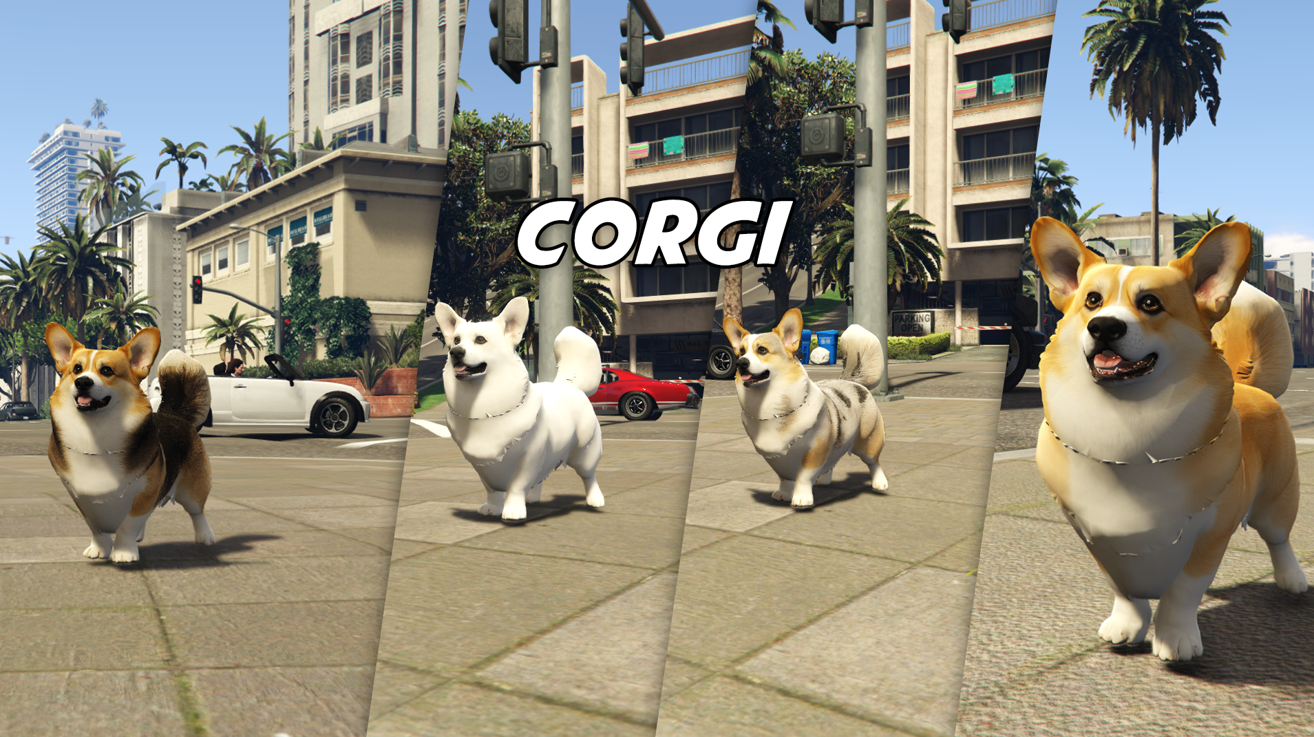 Corgi