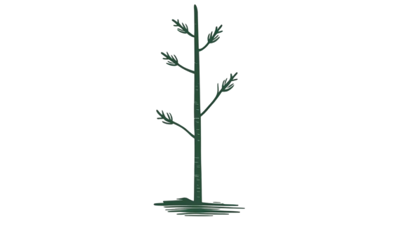 Sapling