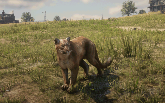 Wildkatze Cougar