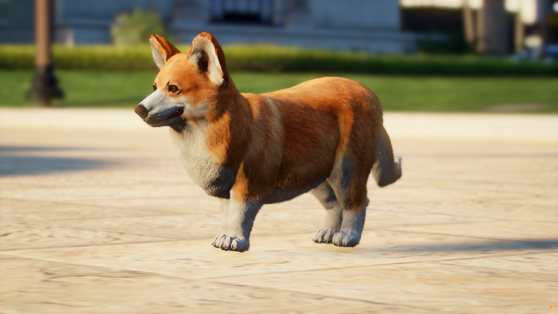 Corgi