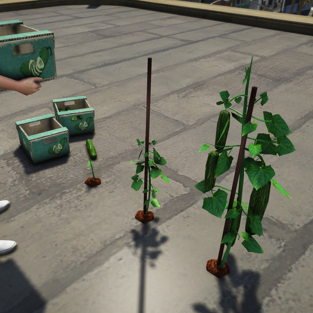Cucumbers