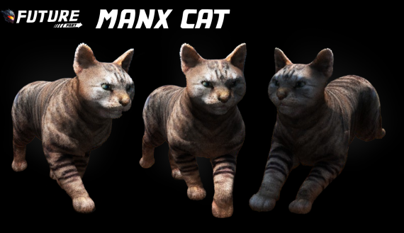 [CAT] Manx Cat