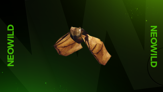 Bat