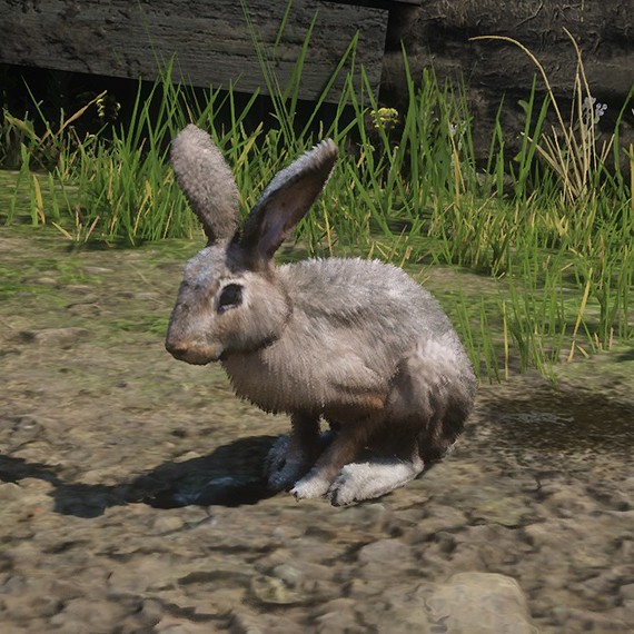 Lapin