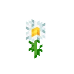 Daisy [30d]