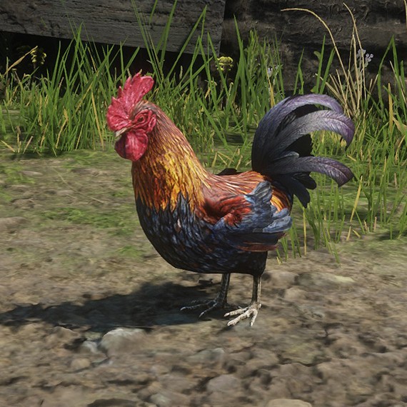 Coq