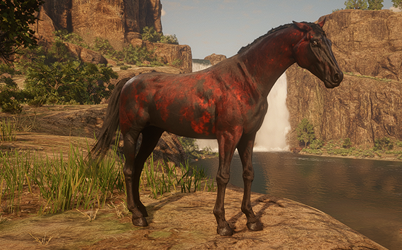 Anglo Arabe  Red - Macho