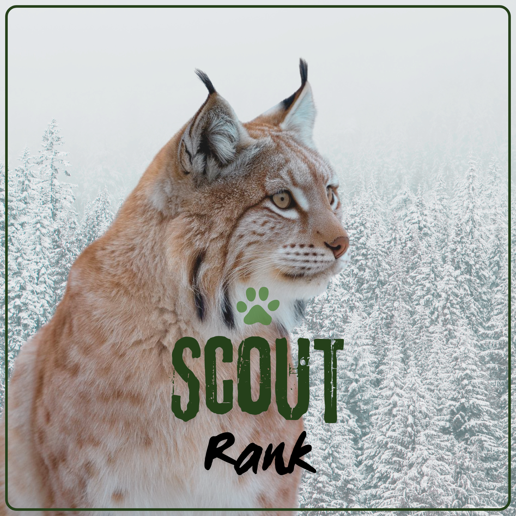 Scout