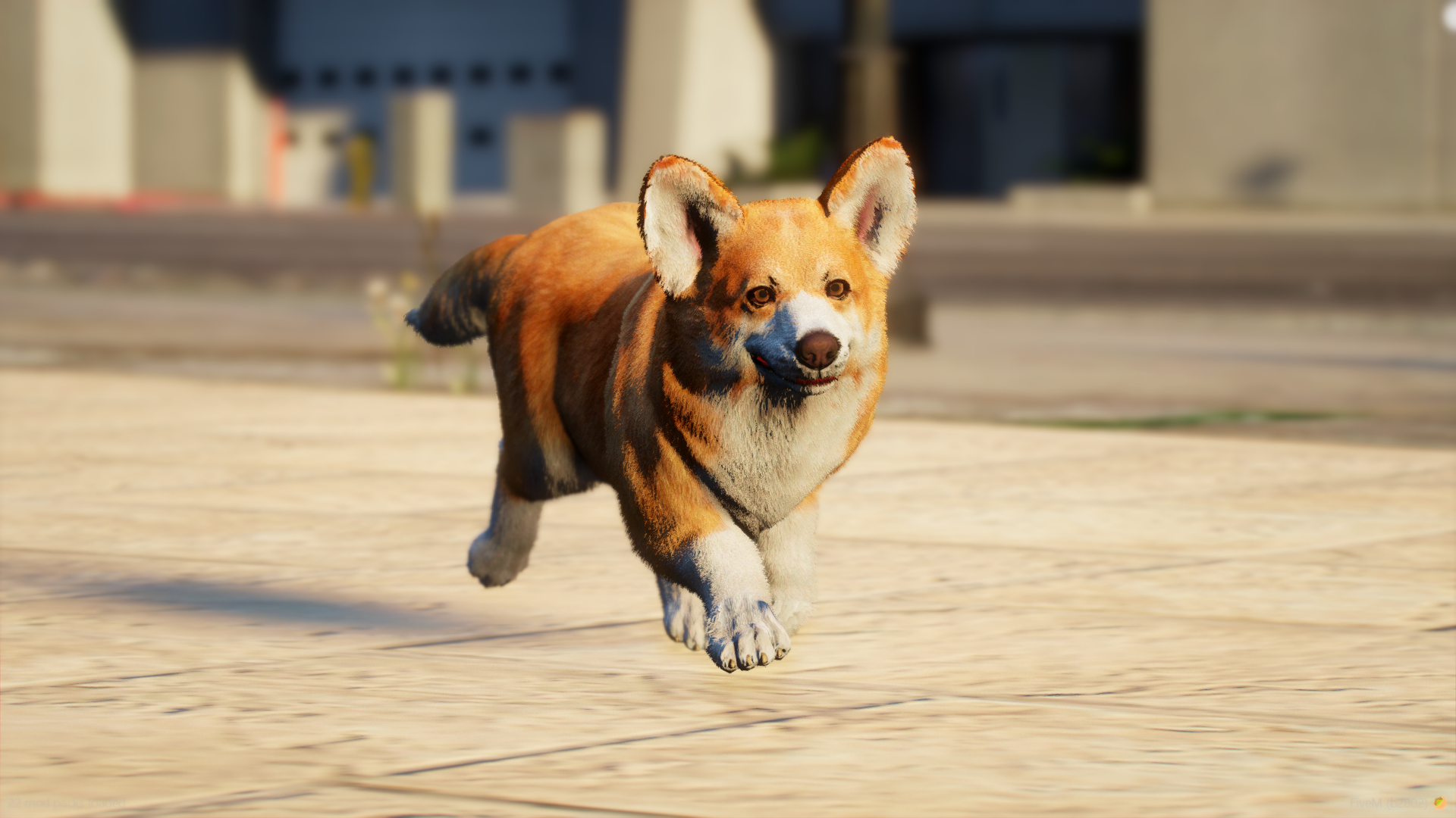 Corgi