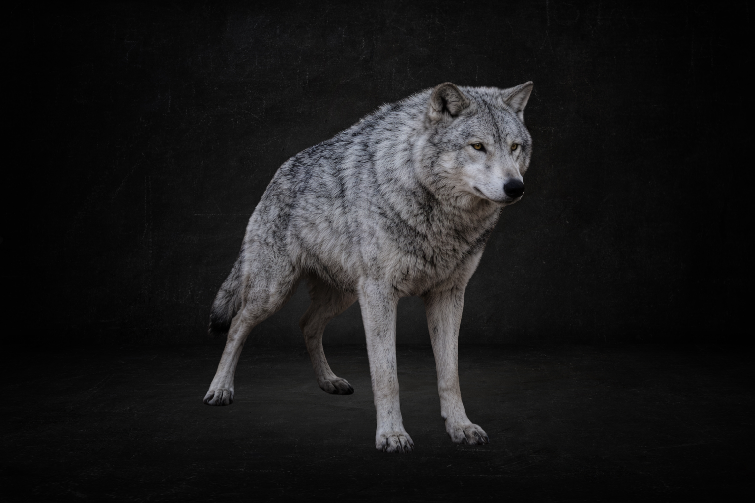 Grand Loup ( survie )