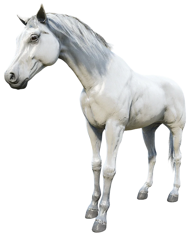 White Arabian