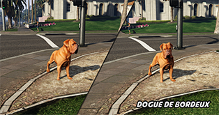 Dogue De Bordeux
