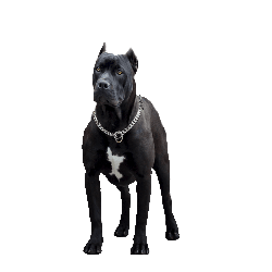 Pitbull